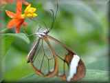Lacewing butterfly