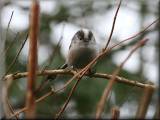 Long Tailed Tit, February 2008
