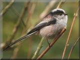 Long Tailed Tit, February 2008