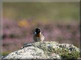 Stonechat - larger picture opens in new window